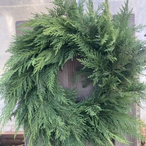 Medium Lawson's Cypress